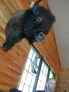 A mounted buffalo 'looks' over Bert.